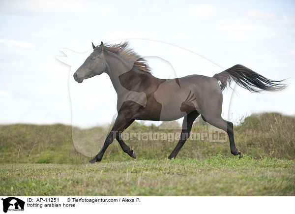 trabender Araber / trotting arabian horse / AP-11251