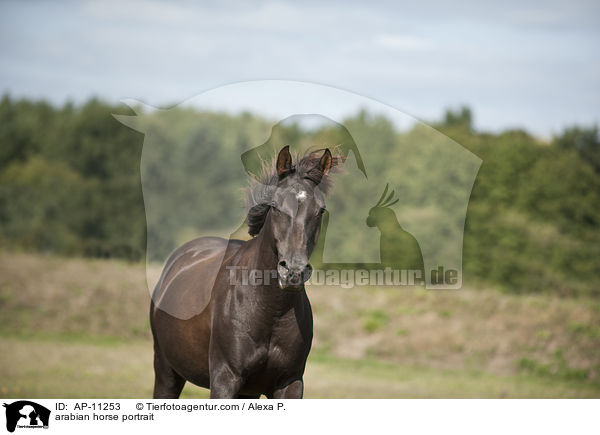 Araber Portrait / arabian horse portrait / AP-11253