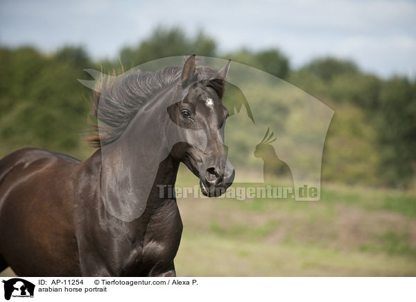 Araber Portrait / arabian horse portrait / AP-11254