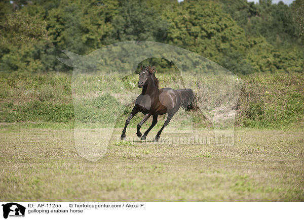galoppierender Araber / galloping arabian horse / AP-11255