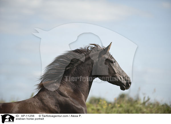 Araber Portrait / arabian horse portrait / AP-11256
