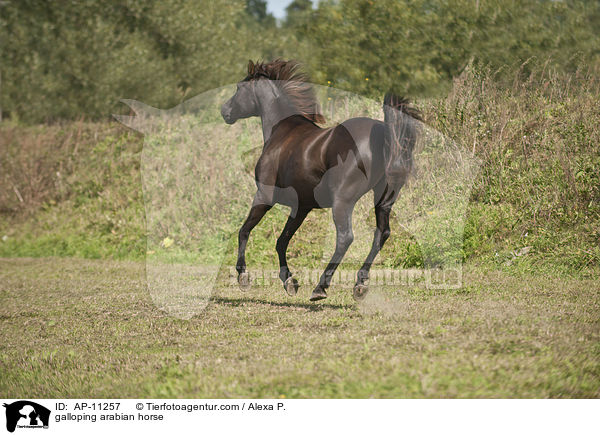 galoppierender Araber / galloping arabian horse / AP-11257