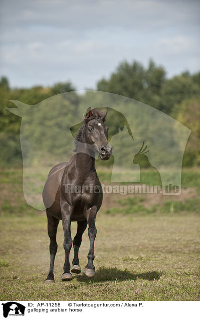 galoppierender Araber / galloping arabian horse / AP-11258