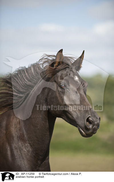 Araber Portrait / arabian horse portrait / AP-11259