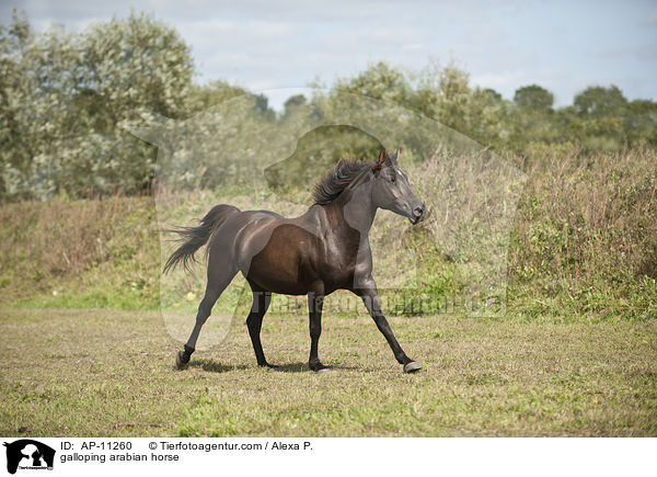 galoppierender Araber / galloping arabian horse / AP-11260