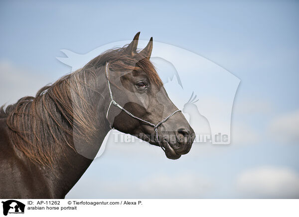 Araber Portrait / arabian horse portrait / AP-11262