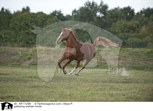 galoppierender Araber / galloping arabian horse / AP-11296