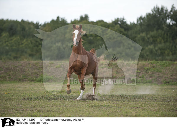 galoppierender Araber / galloping arabian horse / AP-11297