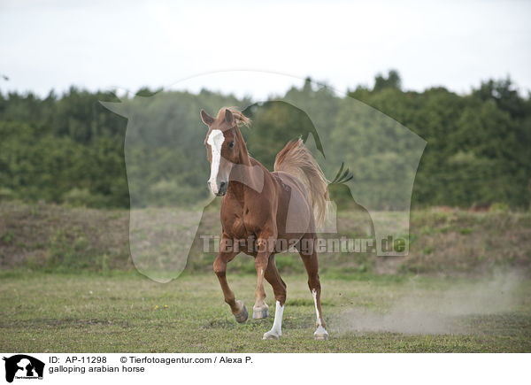 galoppierender Araber / galloping arabian horse / AP-11298