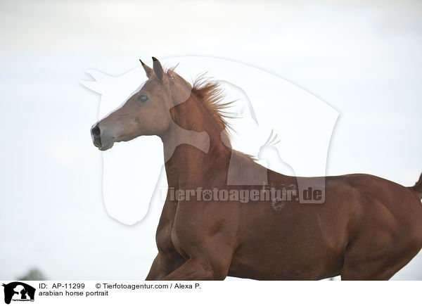 Araber Portrait / arabian horse portrait / AP-11299