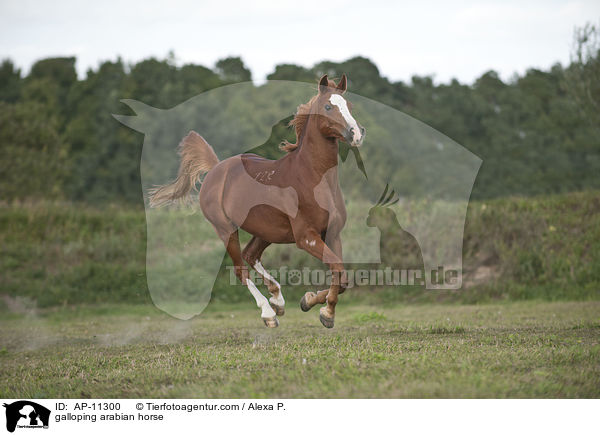 galoppierender Araber / galloping arabian horse / AP-11300