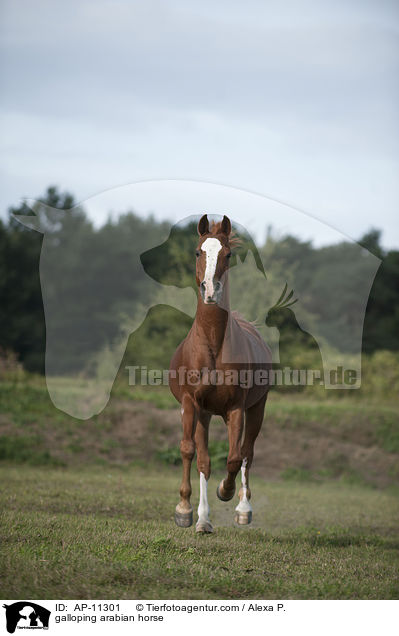 galoppierender Araber / galloping arabian horse / AP-11301