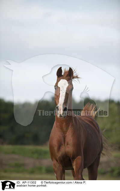 Araber Portrait / arabian horse portrait / AP-11302