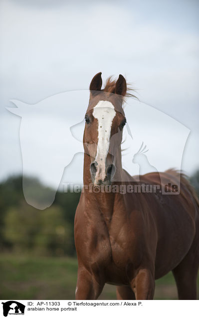 Araber Portrait / arabian horse portrait / AP-11303