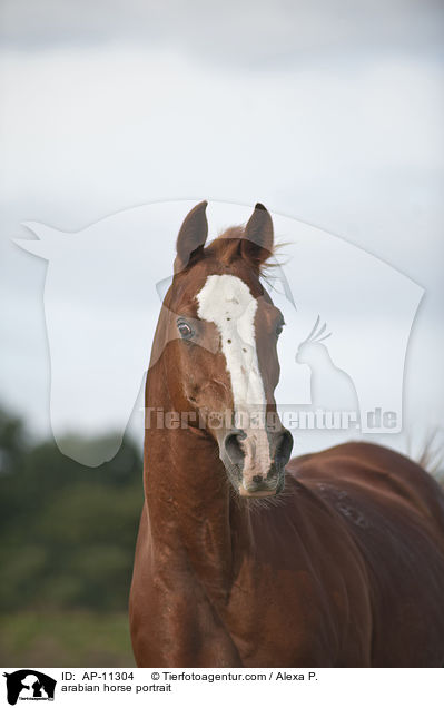 Araber Portrait / arabian horse portrait / AP-11304