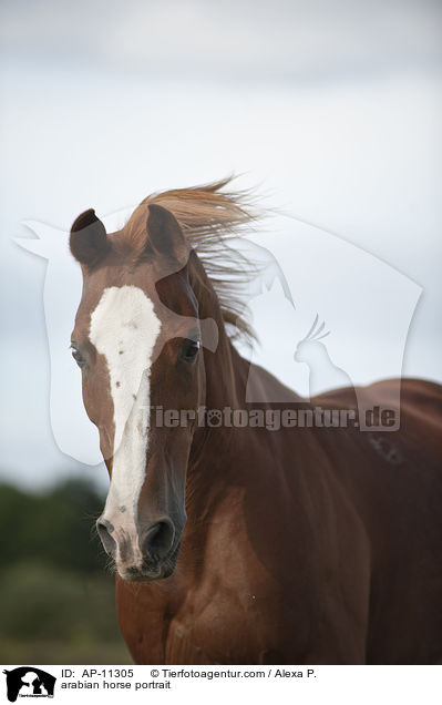 Araber Portrait / arabian horse portrait / AP-11305