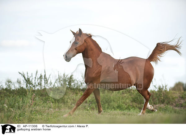 galoppierender Araber / galloping arabian horse / AP-11306