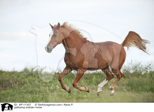 galoppierender Araber / galloping arabian horse / AP-11307