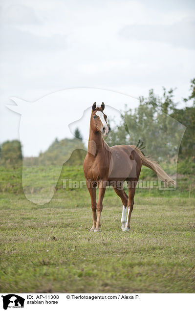 Araber / arabian horse / AP-11308