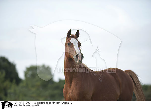 Araber Portrait / arabian horse portrait / AP-11309