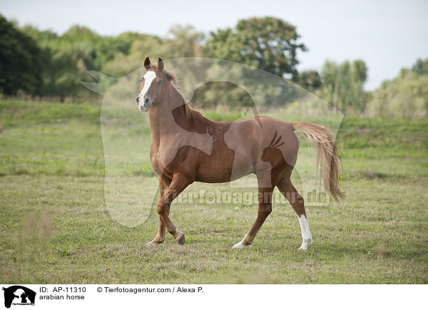 Araber / arabian horse / AP-11310
