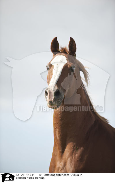 Araber Portrait / arabian horse portrait / AP-11311