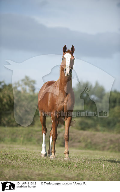 Araber / arabian horse / AP-11312
