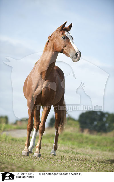 Araber / arabian horse / AP-11313