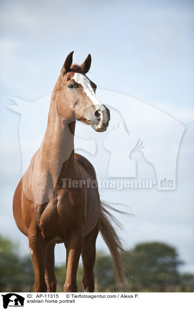 Araber Portrait / arabian horse portrait / AP-11315