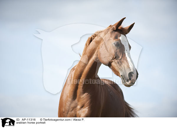Araber Portrait / arabian horse portrait / AP-11316