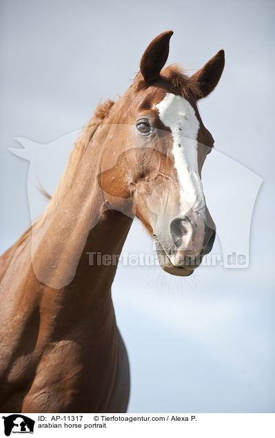 Araber Portrait / arabian horse portrait / AP-11317