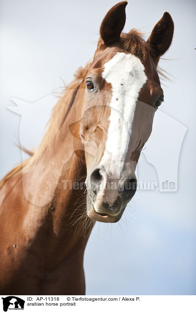 Araber Portrait / arabian horse portrait / AP-11318