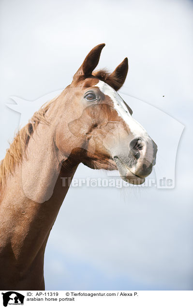 Araber Portrait / arabian horse portrait / AP-11319