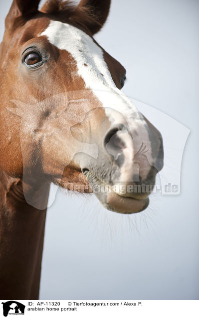 Araber Portrait / arabian horse portrait / AP-11320