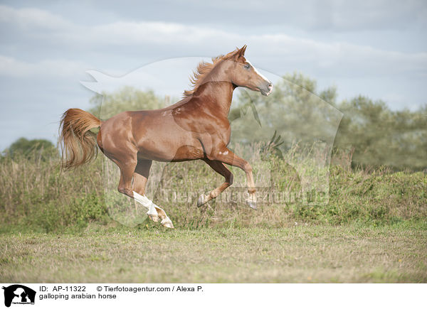 galoppierender Araber / galloping arabian horse / AP-11322