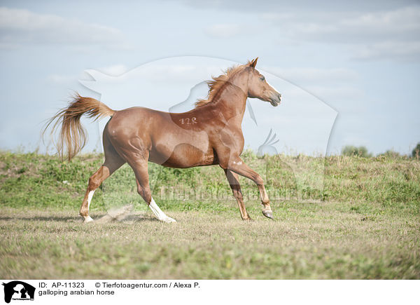 galoppierender Araber / galloping arabian horse / AP-11323
