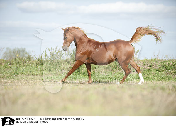 galoppierender Araber / galloping arabian horse / AP-11324