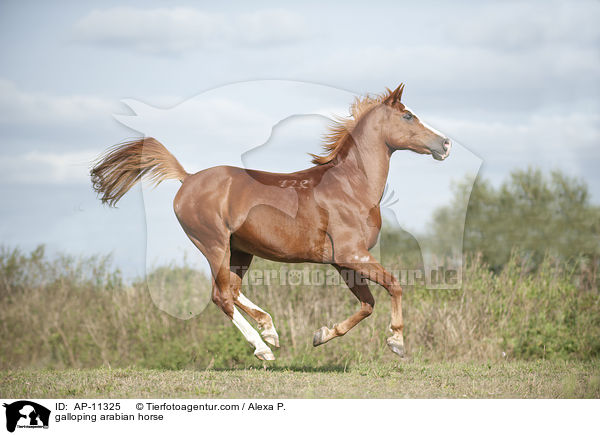 galoppierender Araber / galloping arabian horse / AP-11325