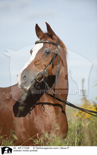 Araber Portrait / arabian horse portrait / AP-11326