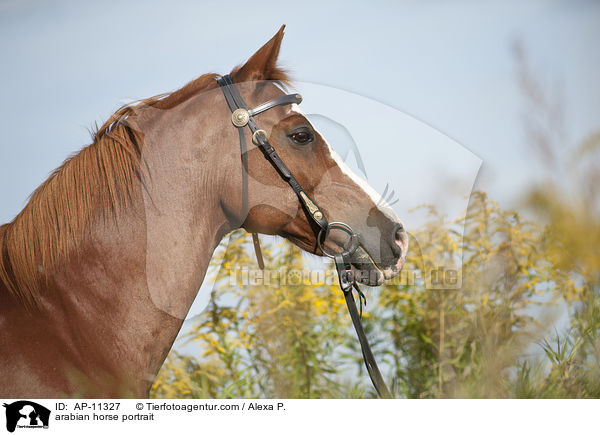Araber Portrait / arabian horse portrait / AP-11327
