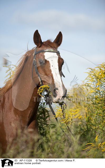 Araber Portrait / arabian horse portrait / AP-11328