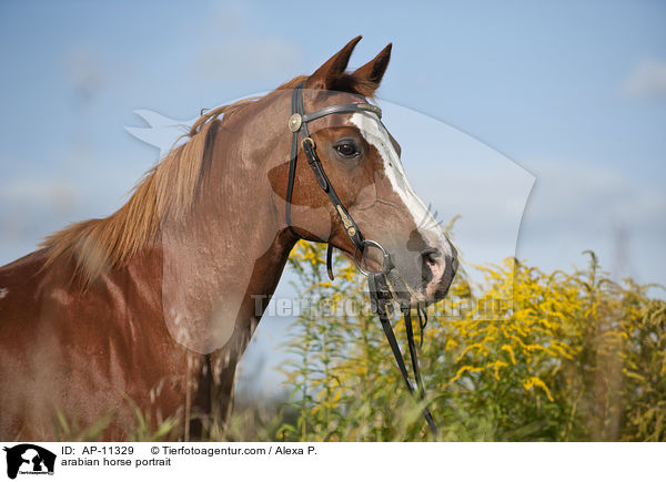 Araber Portrait / arabian horse portrait / AP-11329
