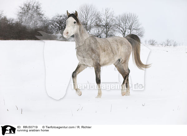 trabender Araber / running arabian horse / RR-50719