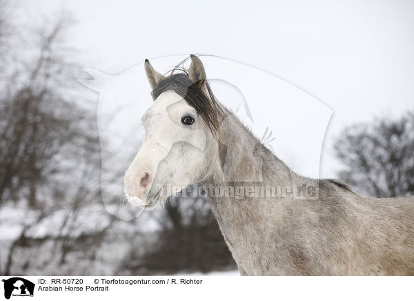 Araber Portrait / Arabian Horse Portrait / RR-50720