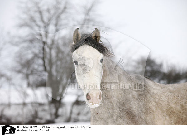 Araber Portrait / Arabian Horse Portrait / RR-50721