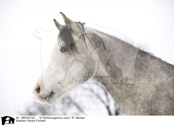 Araber Portrait / Arabian Horse Portrait / RR-50722