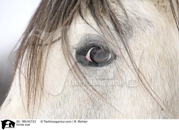 Pferdeauge / horse eye / RR-50723