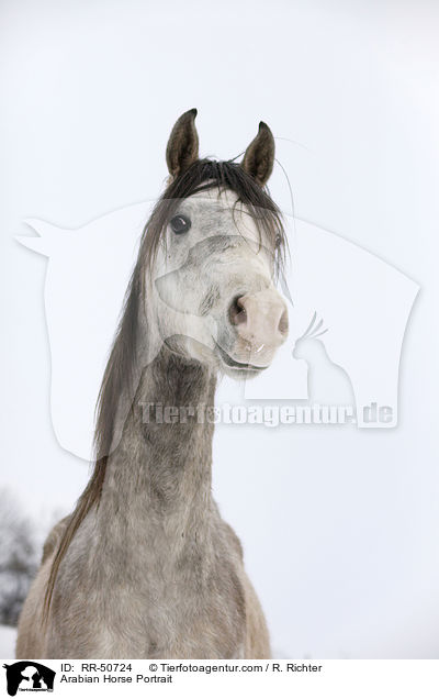 Araber Portrait / Arabian Horse Portrait / RR-50724