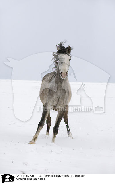 rennender Araber / running arabian horse / RR-50725