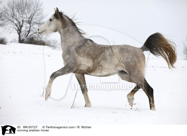 trabender Araber / running arabian horse / RR-50727